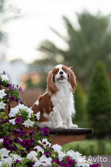 Кавалер кинг чарльз Спаниель девочка 3года