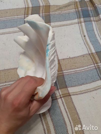 Ракушка морская большая