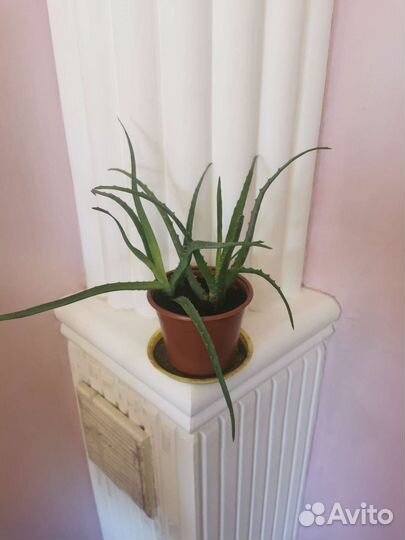 Комнатные цветы Золотой ус, Алоэ для здоровья