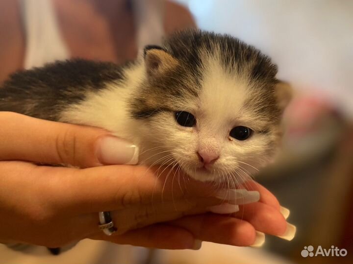 Котята
