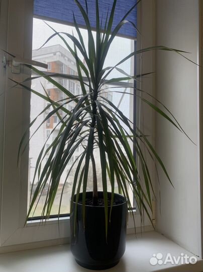 Комнатные цветы драцена