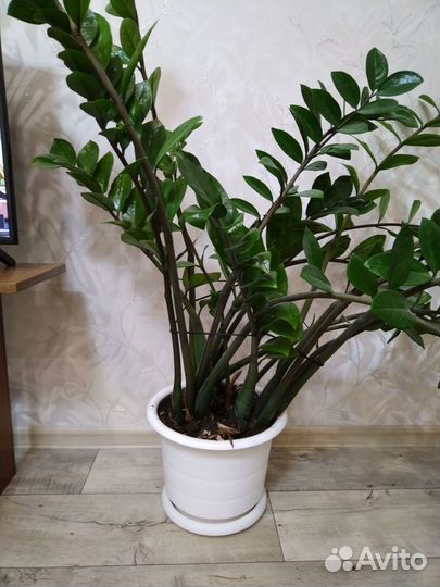 Замиокулькас