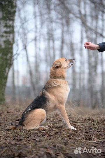 Марку очень нужен хозяин