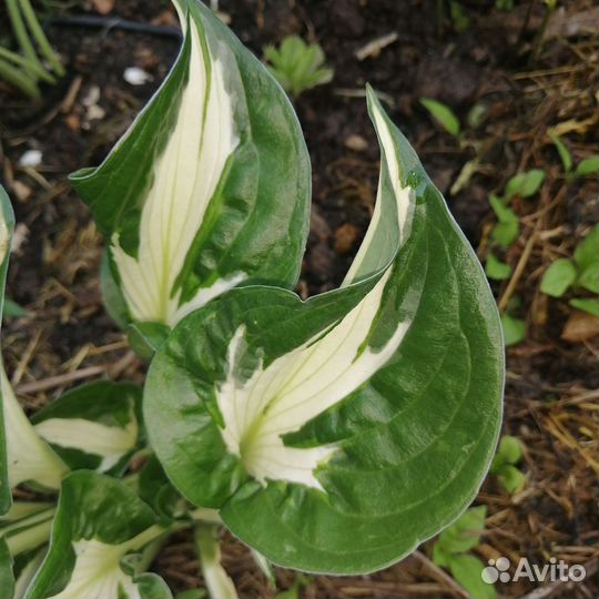 Хосты Вирлвинд, Стриптиз, Вайд Брим, Патриот