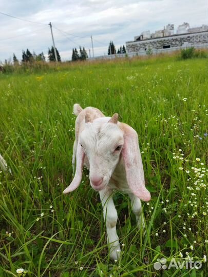 Нубийский козлик