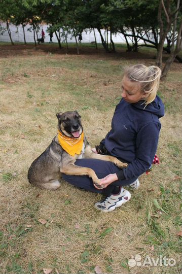 Хороший пёс с нелёгкой судьбой