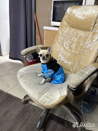 Вязка кобель чихуахуа