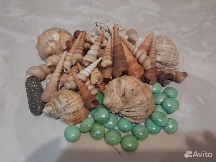 Морские ракушки раковины