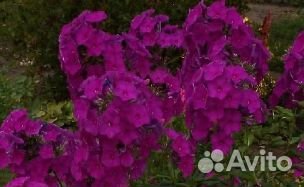 Флоксы многолетние