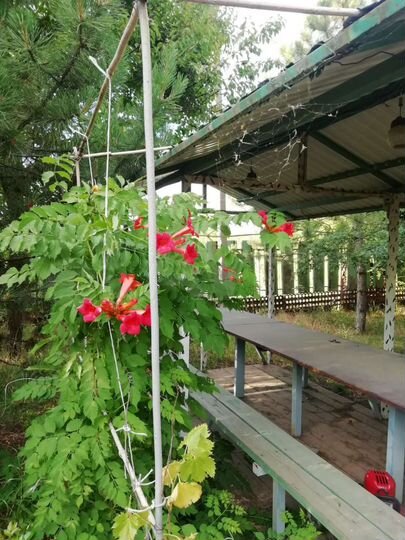 Дом 80 м² на участке 20 сот.