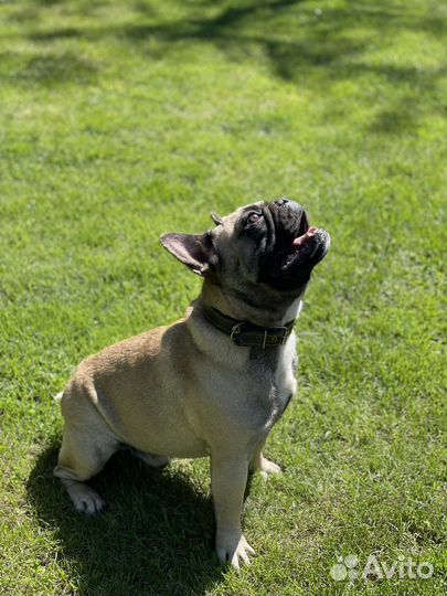 Вязка кобели на выбор французский бульдог