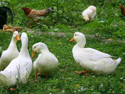 Утки живым весом / Утка домашняя / Яйцо / Мясо, Люберцы