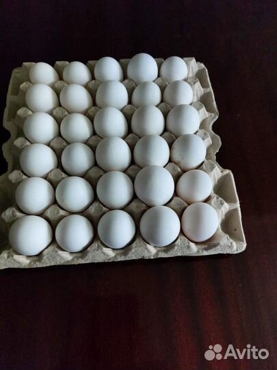 Инкубационные яйца леггорна