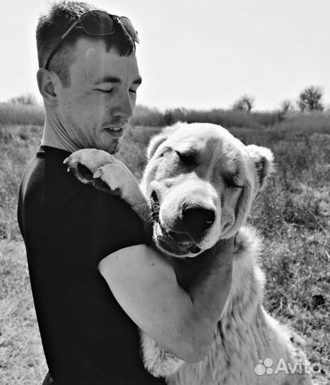 Дрессировка собак