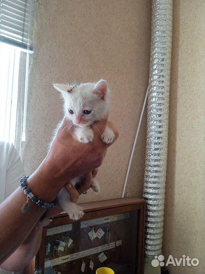 Котята отдам в добрые руки бесплатно