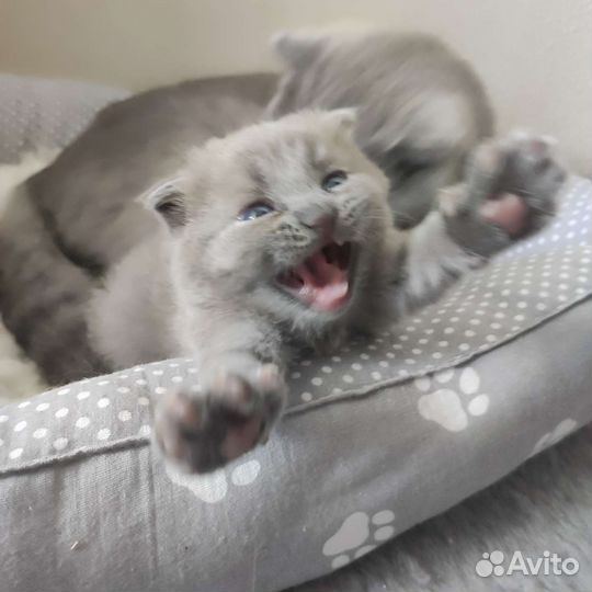 Шотландская плюшка