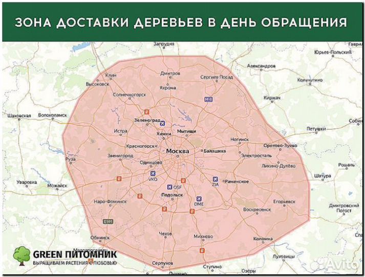 Туя Брабант 1,5-1,7м