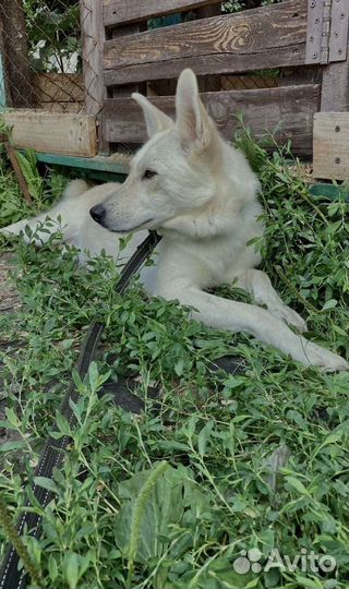 Собака в добрые руки отдам бесплатно