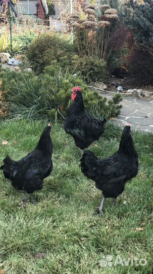 Джерсийский гигант