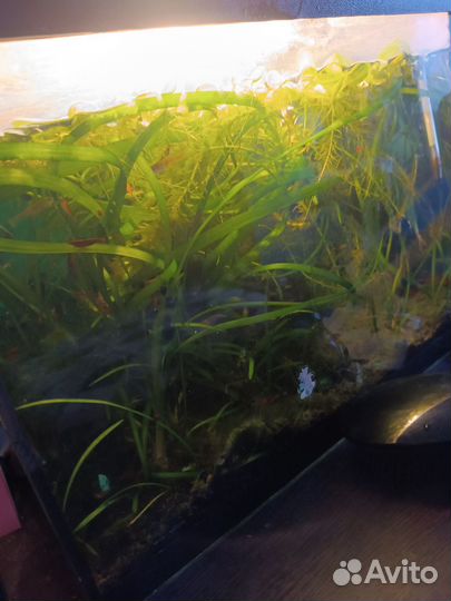 Растения для аквариума