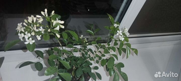 Мурайя взрослое растение