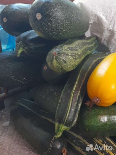 Свежие молодые кабачки разных сортов