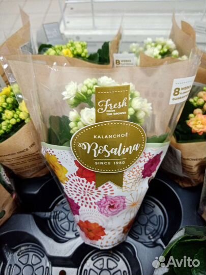 Гортензия бесконечное лето