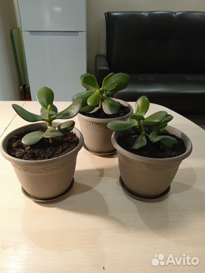 Алоэ лечебный и толстянка