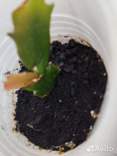 Декабрист шлюмбергера