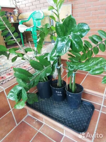 Замиокулькас