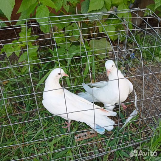 Продажа голубей