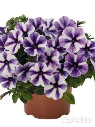 Петуния,калибкахо,вербена,ампельная