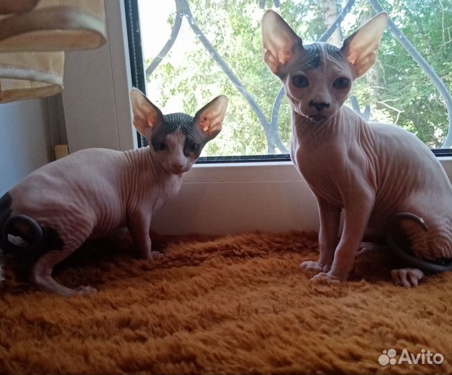 Канадский сфинкс