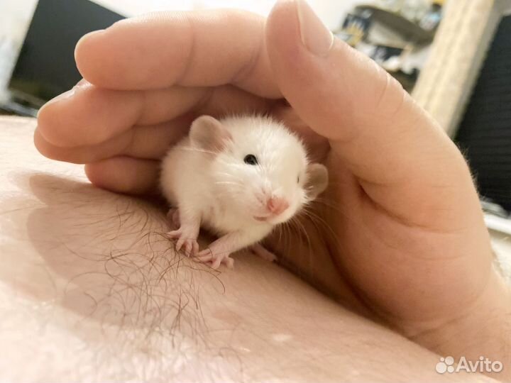 Крыса дамбо