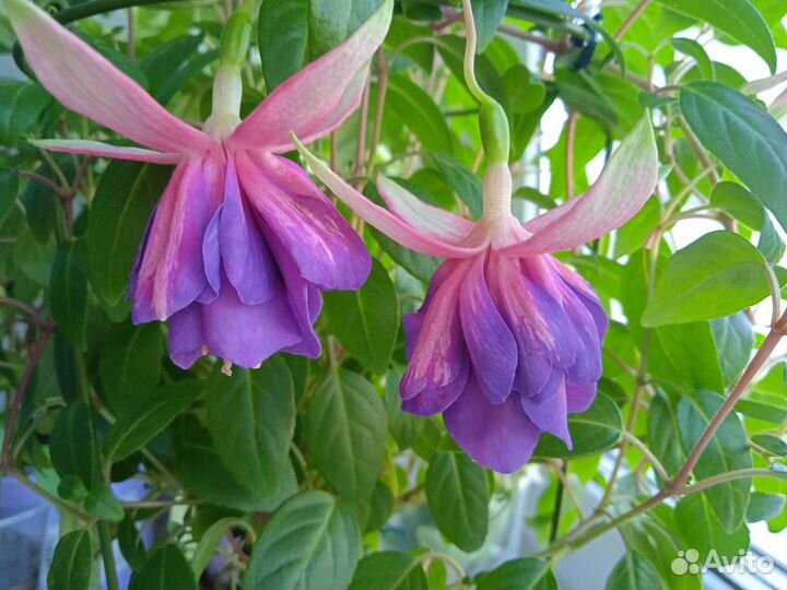 Фуксия Dolche Elizabeth