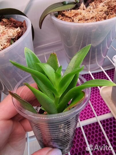 Крассула. Суккулент