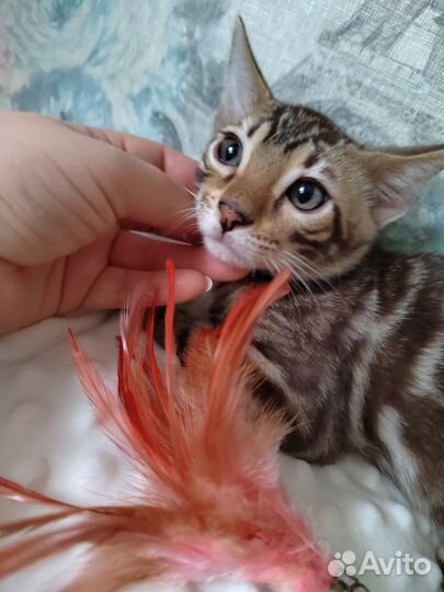 Бенгальский котик