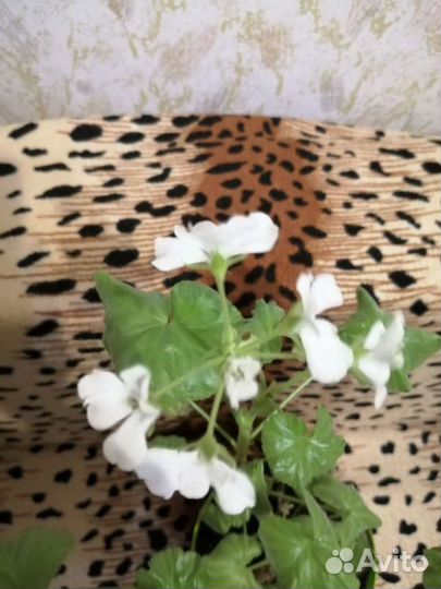 Спатифиллум