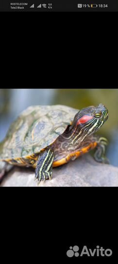 Красноухая черепаха