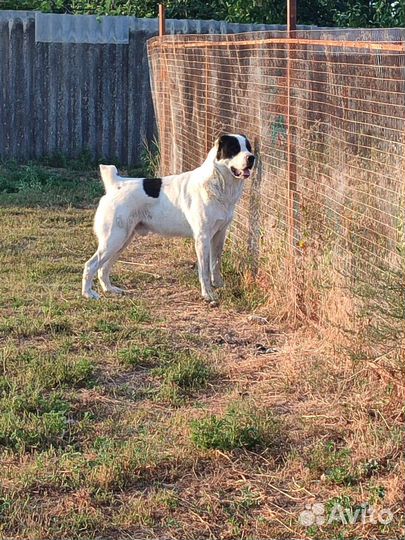 Среднеазиатская овчарка алабай вязка