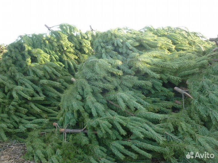 Сосна елка живая оптом новогодняя