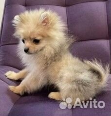 Померанский шпиц