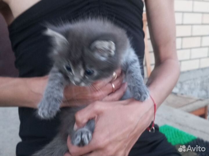 Котенок в добрые руки