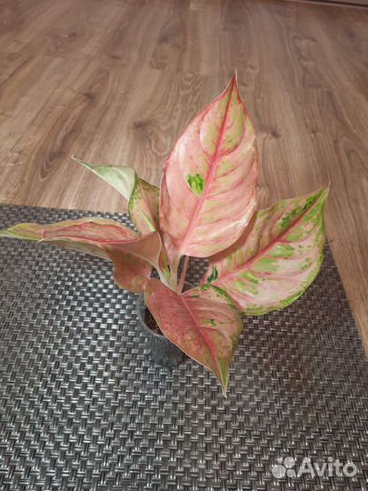 Аглаонема Pragai Phet