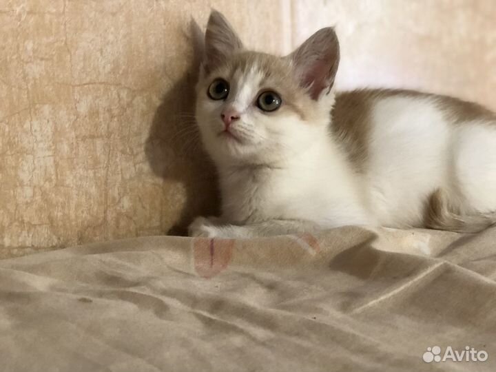 Котёнок мальчик