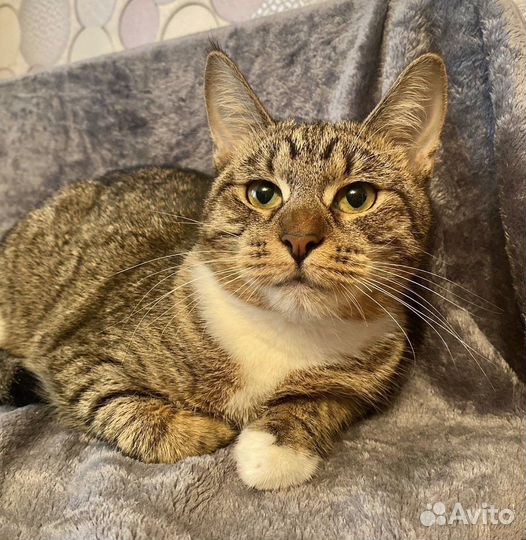 Метис с мейнкуном девочка Даша