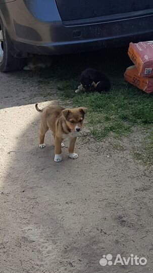 Отдам в добрые руки щенков:)