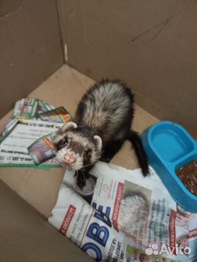 Помогите найти дом хорьку