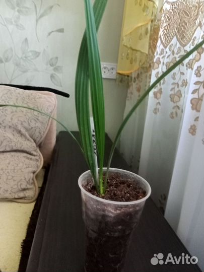 Финиковая пальма