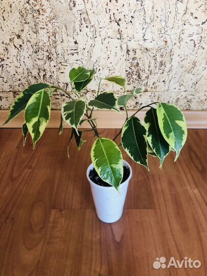 Фикус Бенджамина сорт Кинки